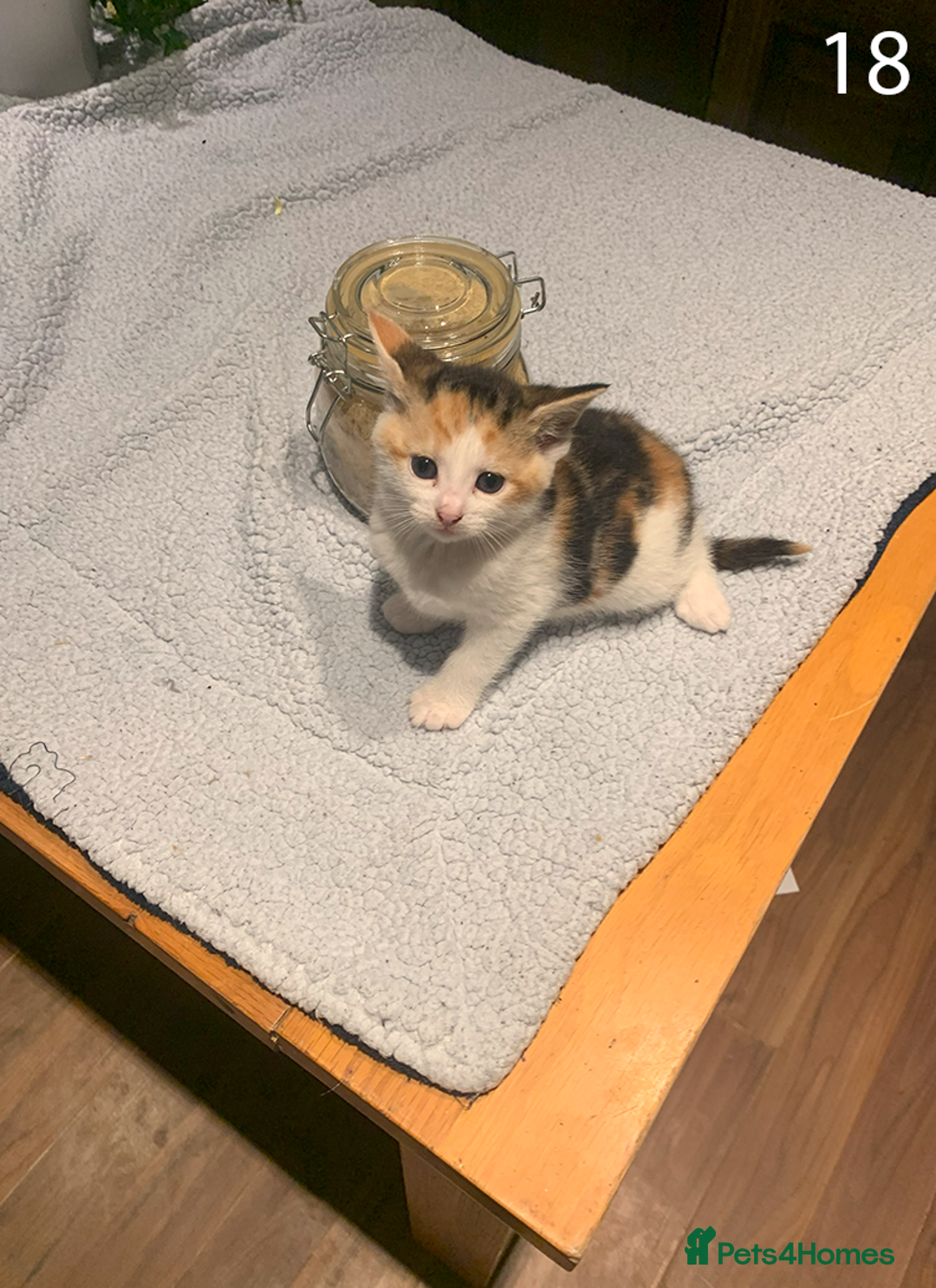 Mixed Breed cats for sale: KITTENS! Batch of cuties for sale in Basinsgtoke - Image 30
