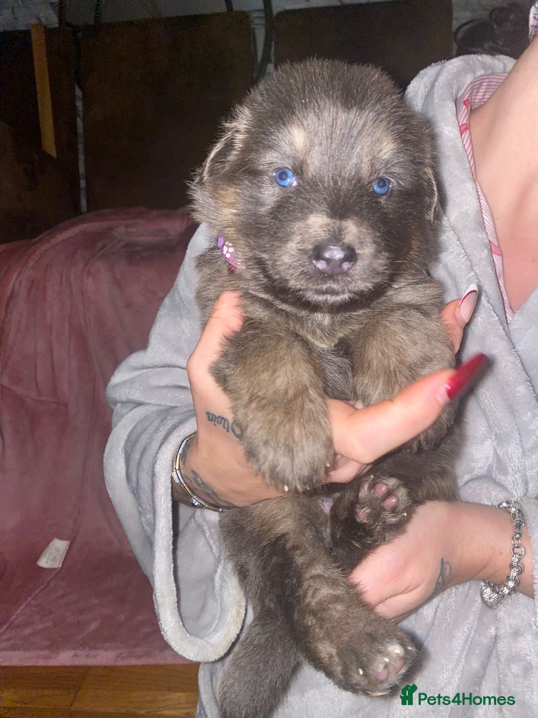 German Shepherd dogs for sale: Blue eyed long hair, blue German shepherds - Advert 17