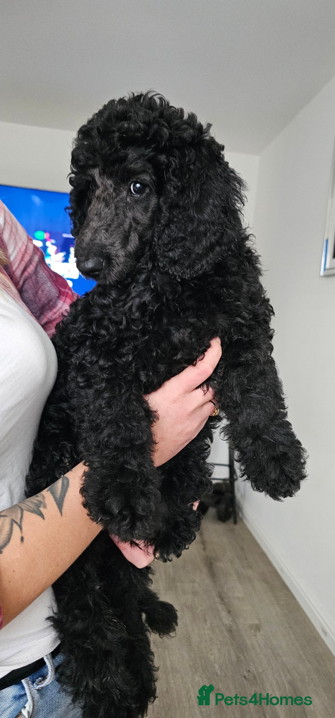 Standard Poodle dogs for sale: Last 3 Boys! KC standard poodle for sale ! - Image 7