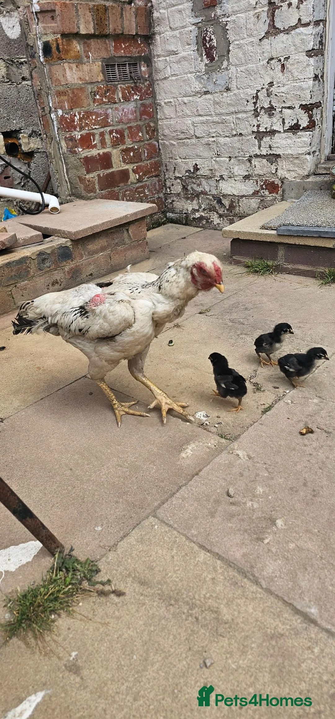 Chickens poultry for sale: Brazilian indio in Stockton-on-Tees - Advert 5