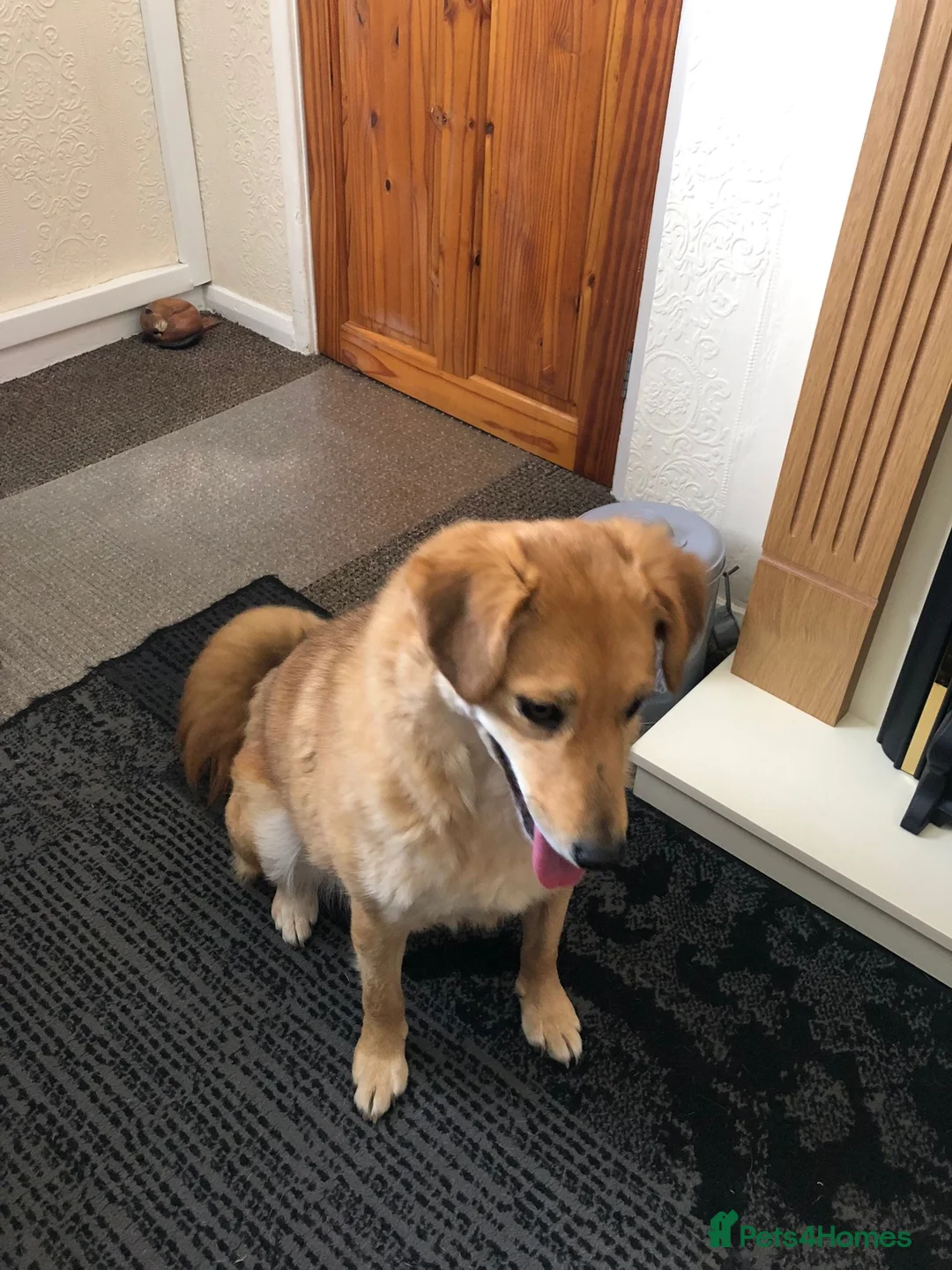 Mixed Breed dogs for adoption: Myla  in Beverley - Advert 4