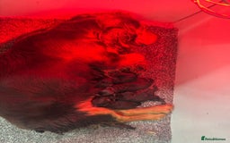 Cockapoo dogs for sale: Chocolate & Tan Cockapoo Puppies - Advert 8