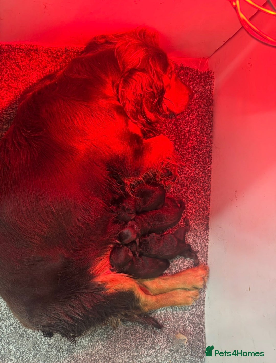 Cockapoo dogs for sale: Chocolate & Tan Cockapoo Puppies - Advert 8