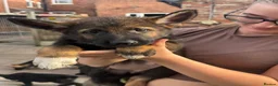 German Shepherd dogs for sale: Mr Andrew Howard  - Advert 15