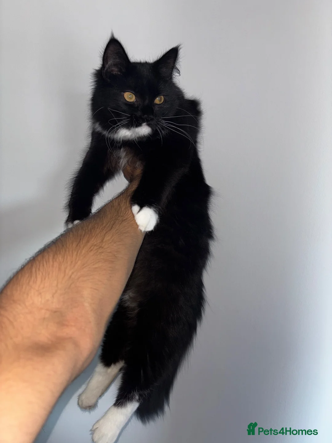 Mixed Breed cats for sale: Cat for sale London in London - Advert 13