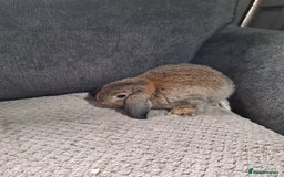 Mini Lion Lop rabbits for sale: mini lop does  babies for sale  - Image 3