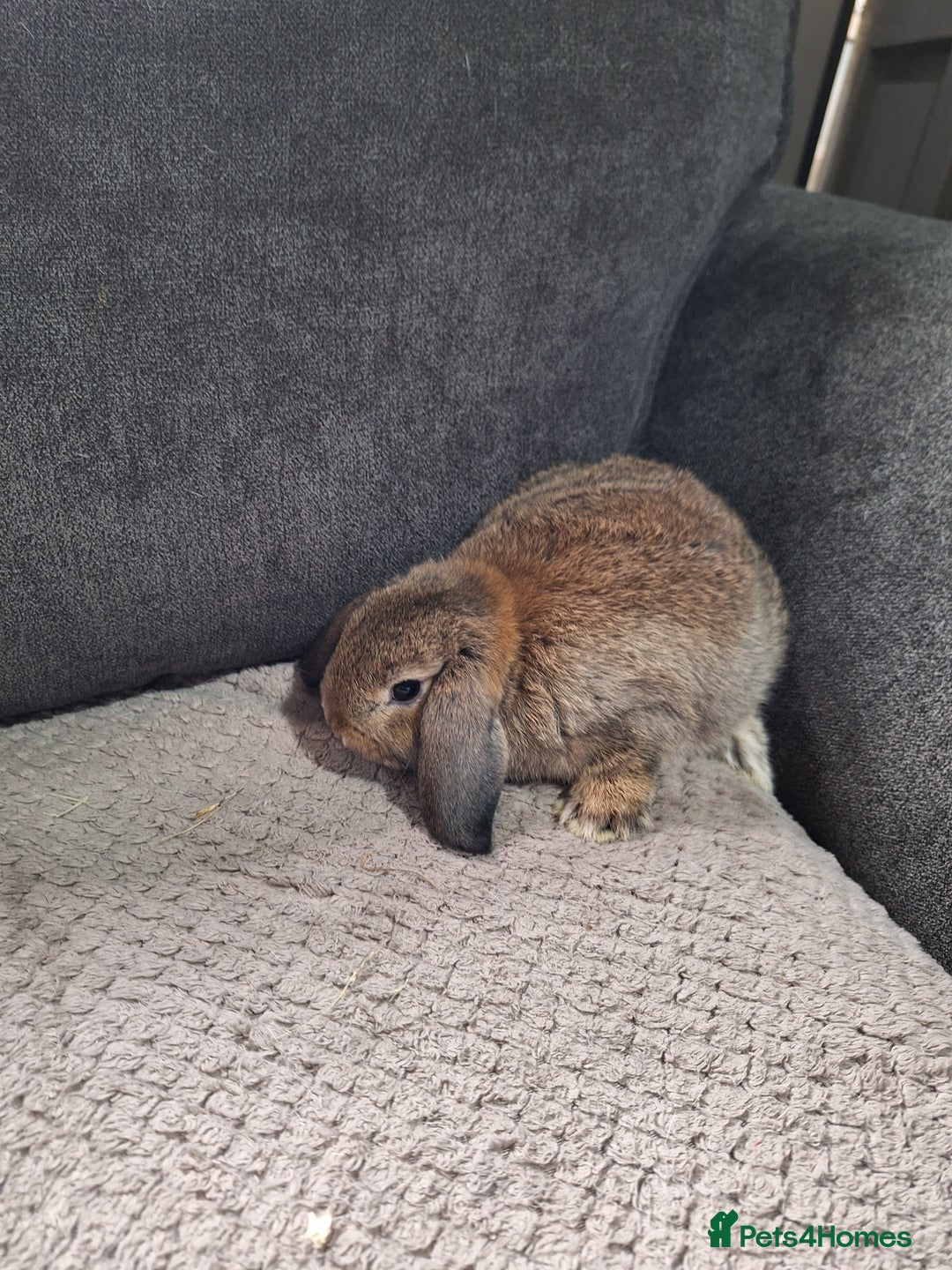 Mini Lion Lop rabbits for sale: mini lop does  babies for sale  - Image 3