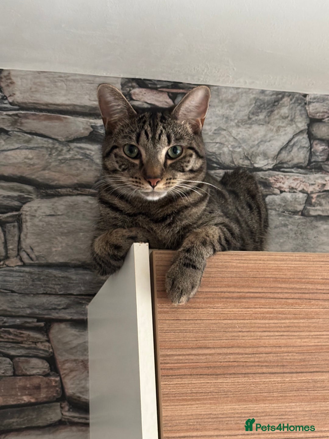 Gallery Image {{count}}