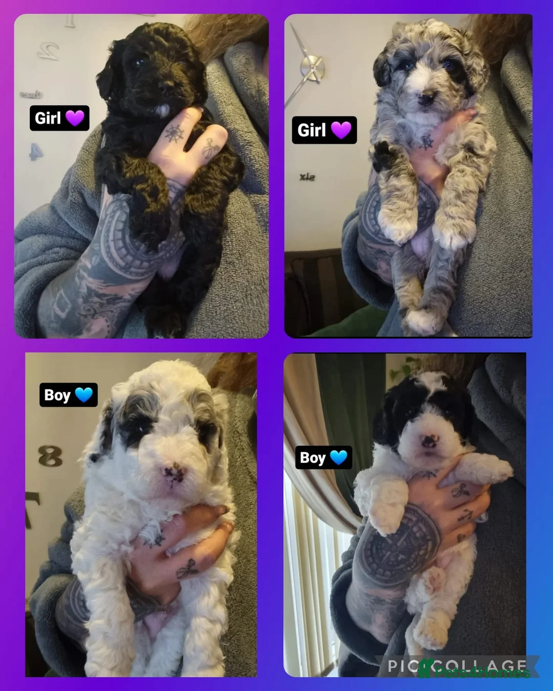 Miniature Poodle dogs for stud: Our Very handsome, charming Red Miniature Poodle  in Warrington - Advert 30