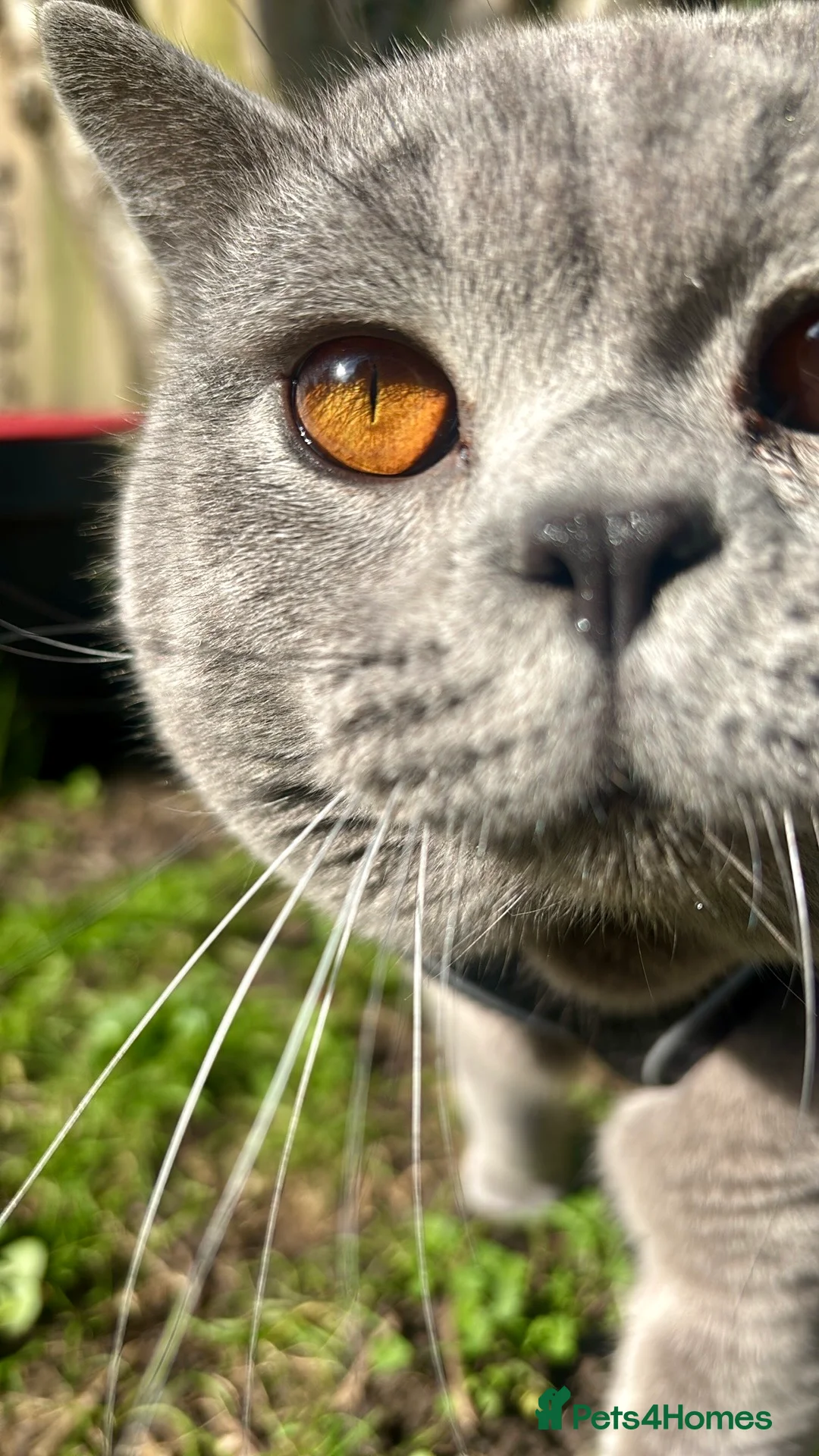 British Shorthair cats for stud: BritishShorthairBlue GCCF pedigree stud for mating - Advert 2