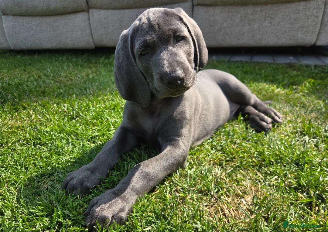 Weimaraner dogs for sale: Male Weimaraner (Blue) 8wks old on the 4th June - Advert 7