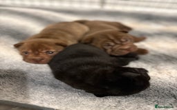 Shar Pei dogs for sale: Stunning Shar Pei Pups - Image 4