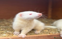 Ferret rodents for sale: Albino male Ferrets - Image 2