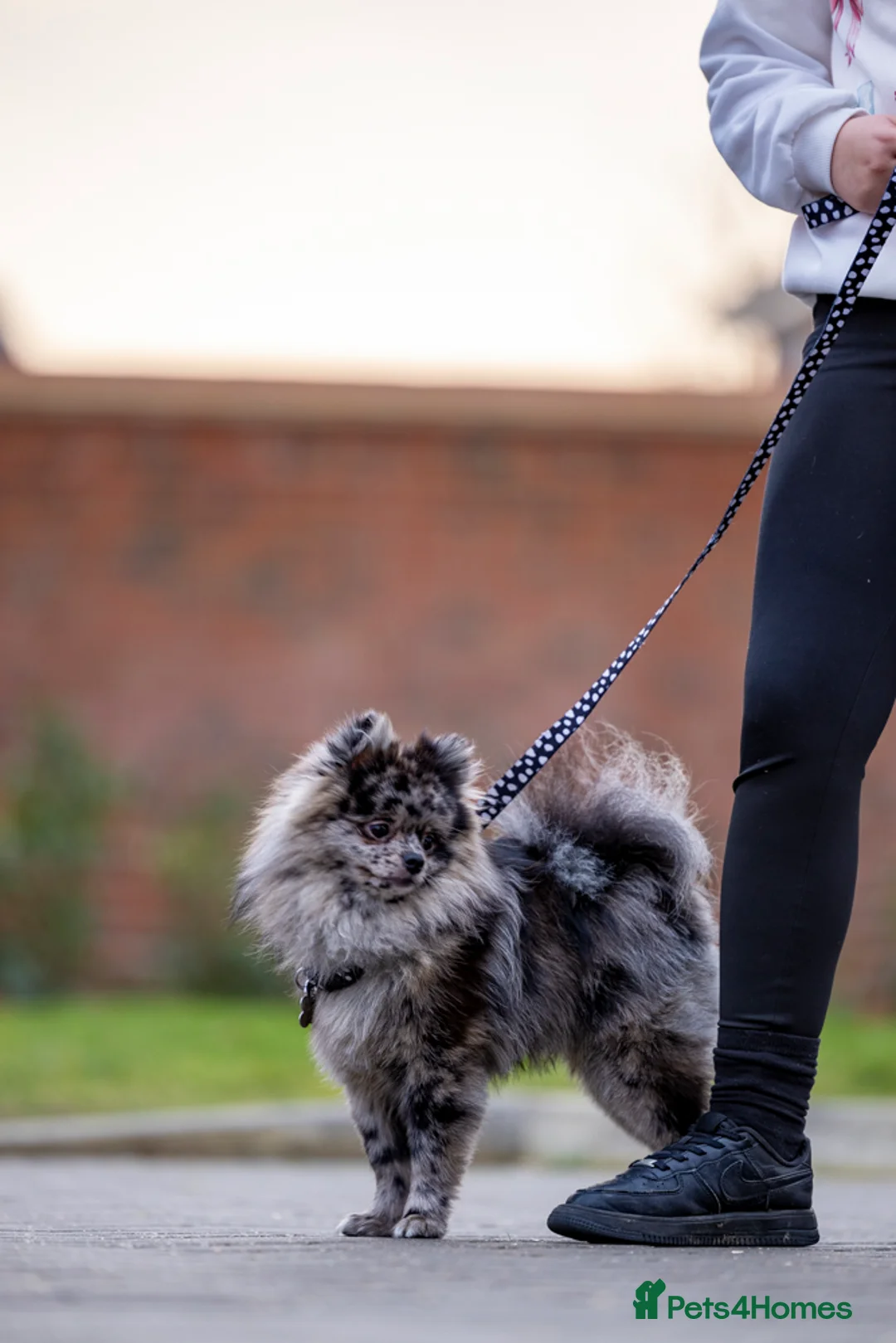 Pomeranian dogs for stud: Merle Pomeranian stud  in Enfield - Advert 6