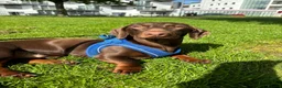 Miniature Dachshund dogs for sale: Ralph - Miniature Dachshund - Advert 2