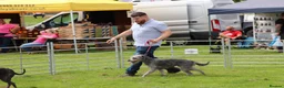 Mixed Breed dogs for stud: Bedlington x whippet - Advert 4