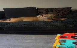 American Bully dogs for sale: Male and female  - Image 1
