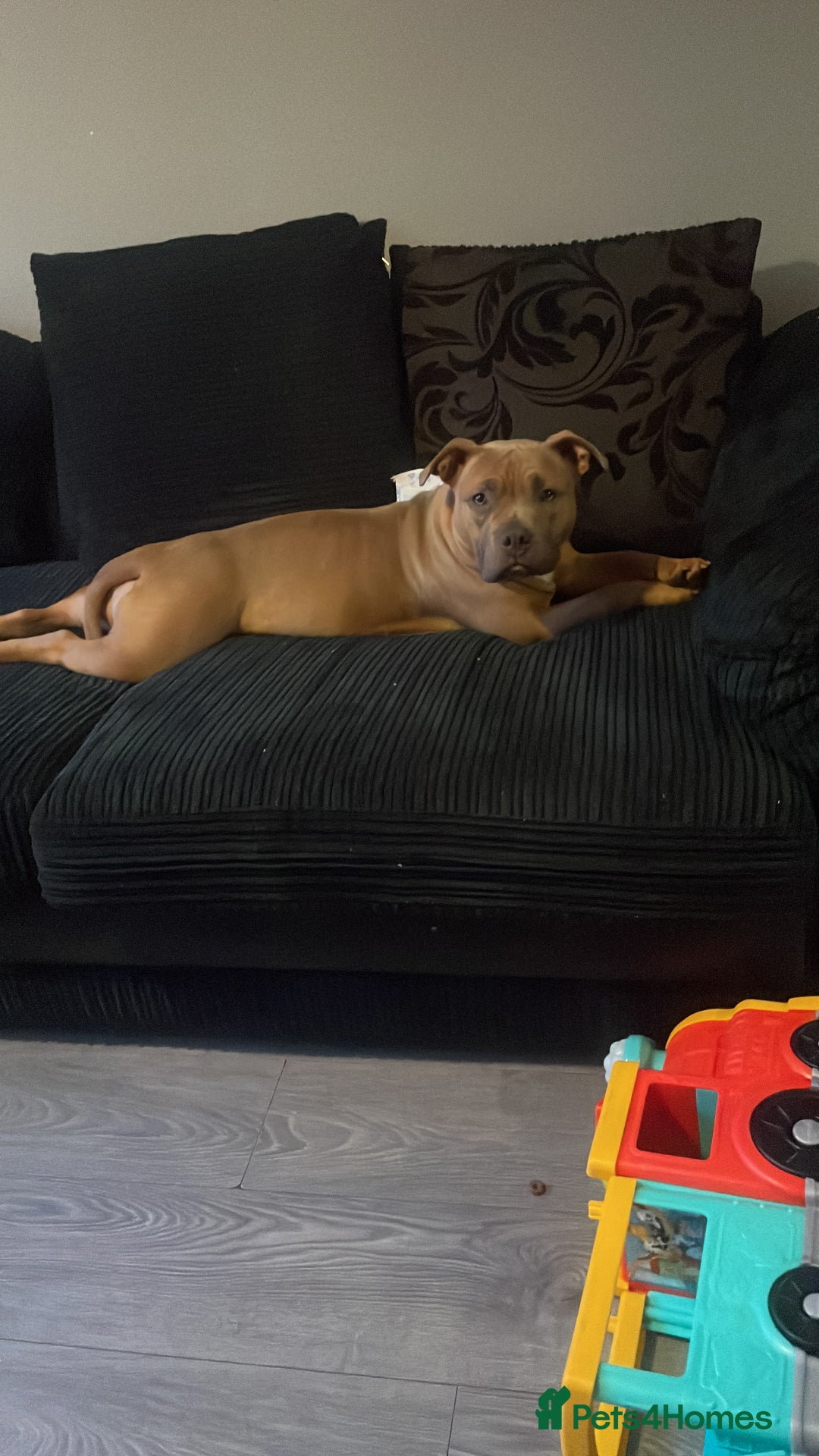 American Bully dogs for sale: Male and female  - Image 1