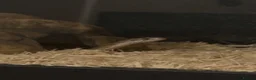 Corn Snake reptiles for sale: Corn snake  in Brampton - Advert 2