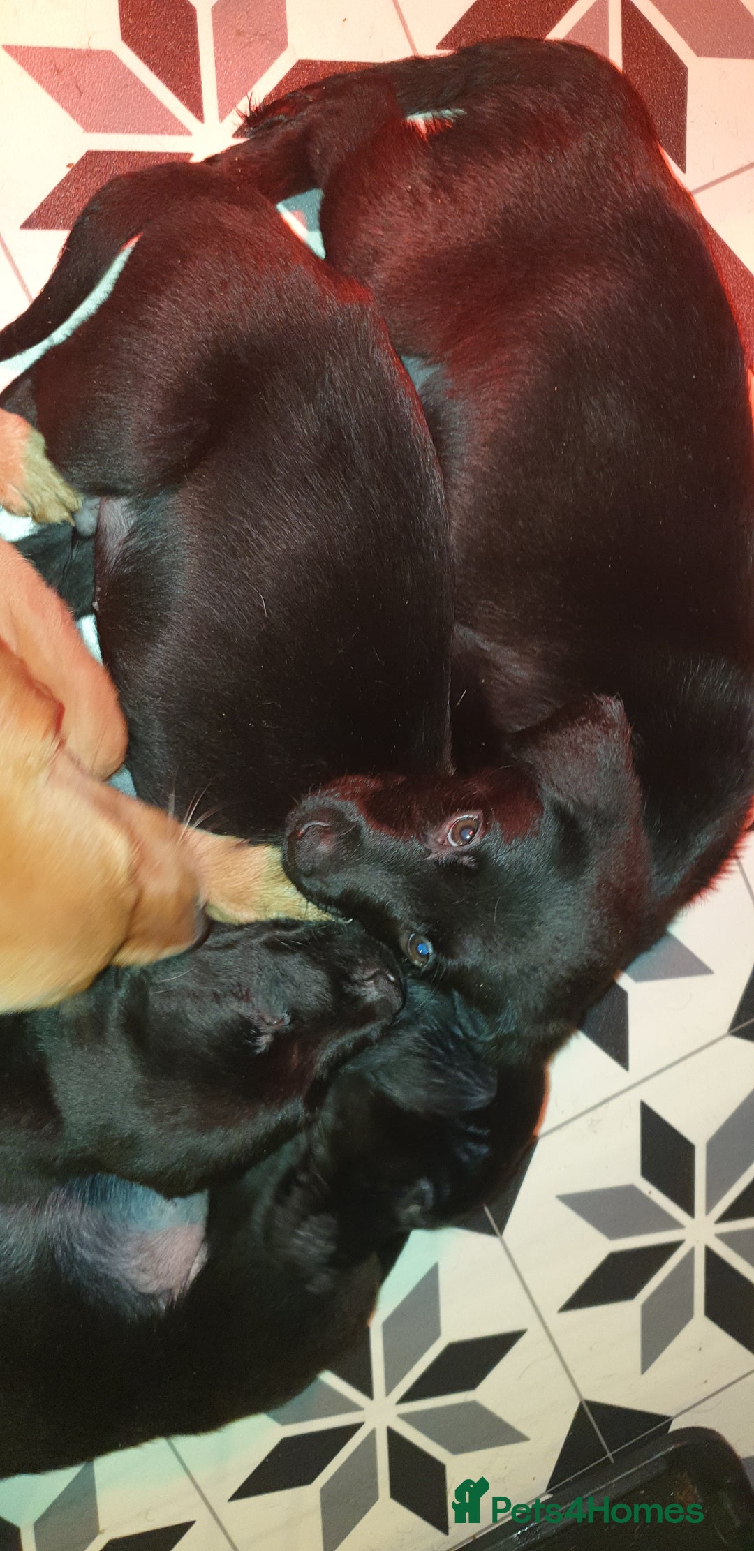 Labrador Retriever dogs for sale: litter of 11 kc reg lab retrievers 10weeks old - Image 7