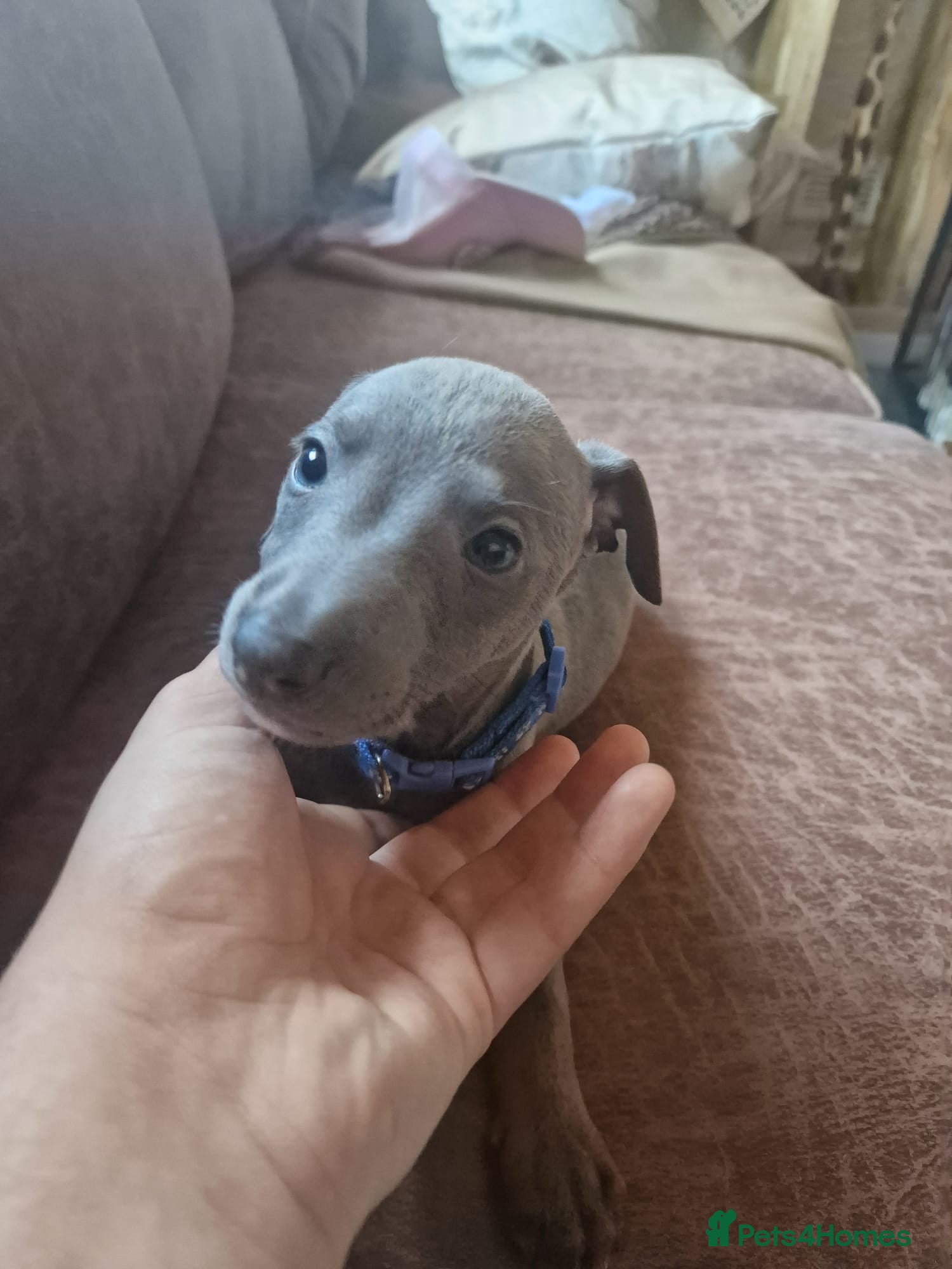 Whippet dogs Whippet boy - Advert 1