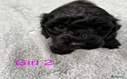 Cockapoo dogs for sale: Outstanding Cockapoos Fully Health Tested  - Image 19