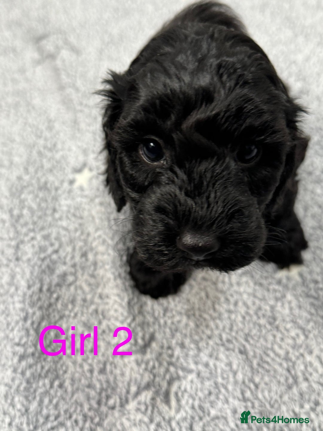 Cockapoo dogs for sale: Outstanding Cockapoos Fully Health Tested  - Image 19