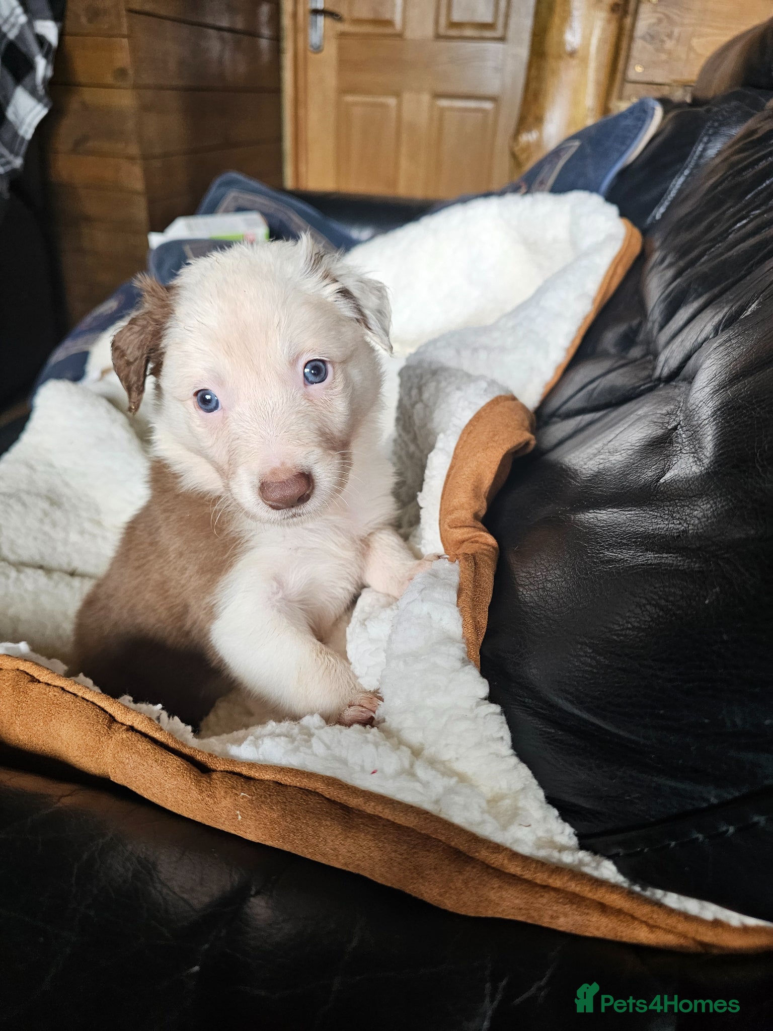 Border Collie dogs Red Merle and Red/white border collie pups - Advert 2