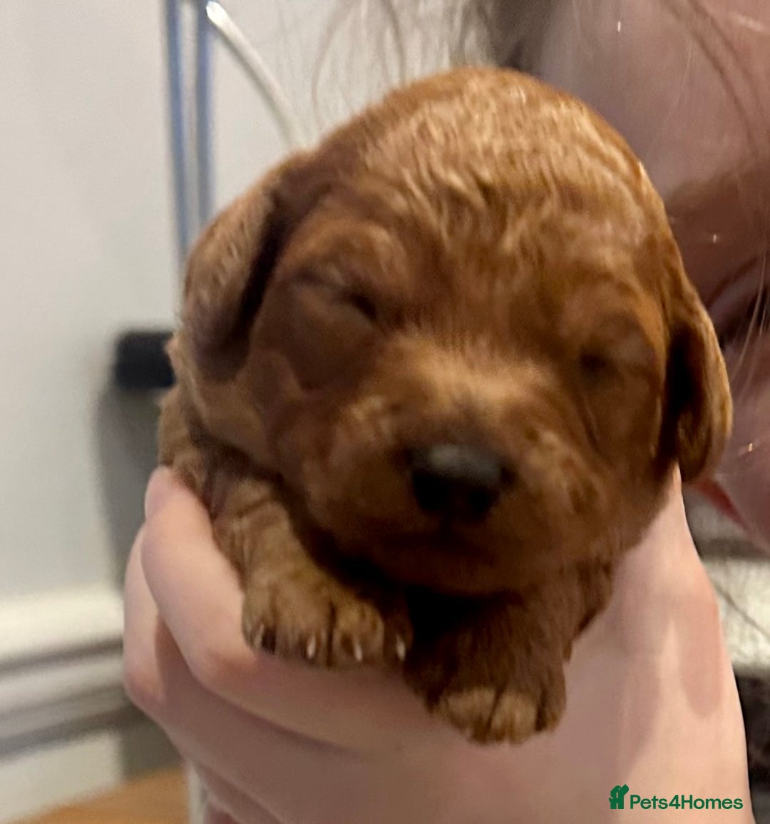 Cavapoo dogs for sale: A Premium litter of F1B Toy Cavapoo Puppies  - Advert 5