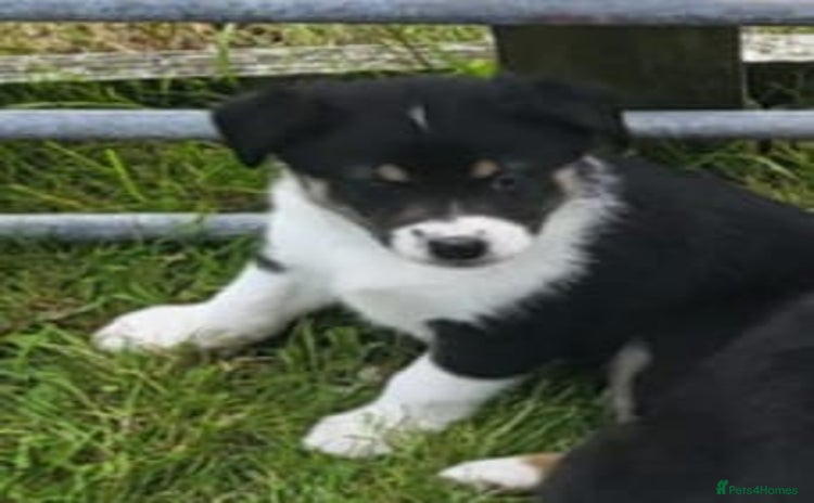 Mixed Breed dogs - Advert 1