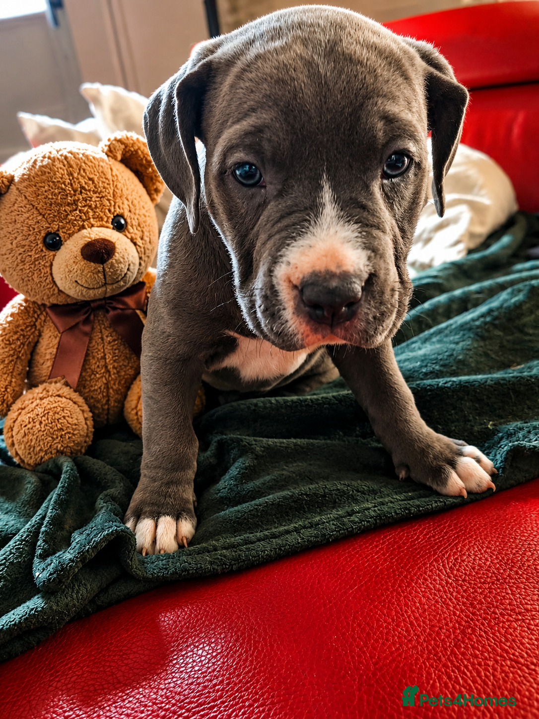 American Bull Staffy dogs American Staffordshire Terrierooking puppies  - Advert 12