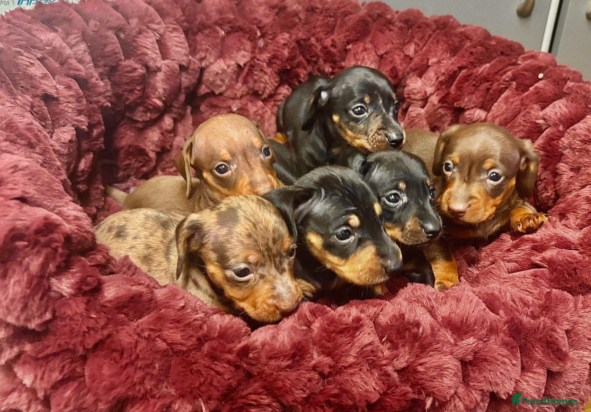 Miniature Dachshund dogs 🐶❤️Miniature Dachshund Puppies 🐶❤️ - Advert 8