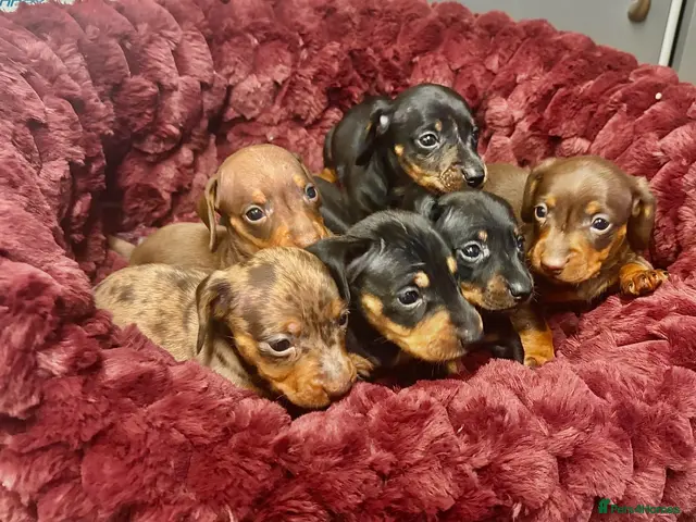 Miniature Dachshund dogs for sale: 🐶❤️Miniature Dachshund Puppies 🐶❤️ - Advert 5