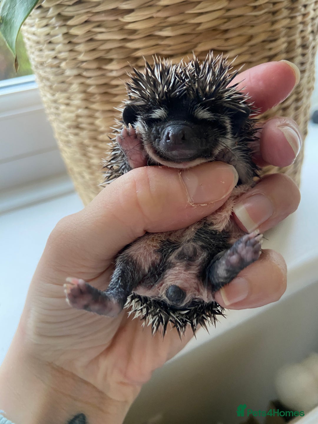 Pygmy Hedgehog rodents for sale: 🎄 Christmas Hoglets | New Litter in the Nest 🦔 - Image 2