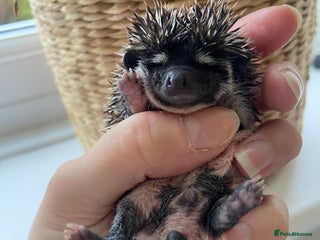 Pygmy Hedgehog rodents Male Pygmy Hedgehogs 🦔 - Advert 2