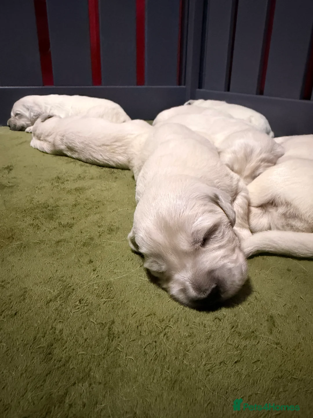 Golden Retriever dogs for sale: 9 KC SHOW TYPE GOLDEN RETRIEVER  - Advert 3