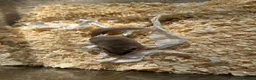 Mouse rodents for sale: Fancy Mice & African Pygmy Doormice Available  - Advert 8