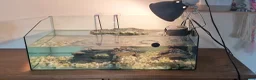 Turtle reptiles for sale: Two very happy turtle in Oxford - Advert 1