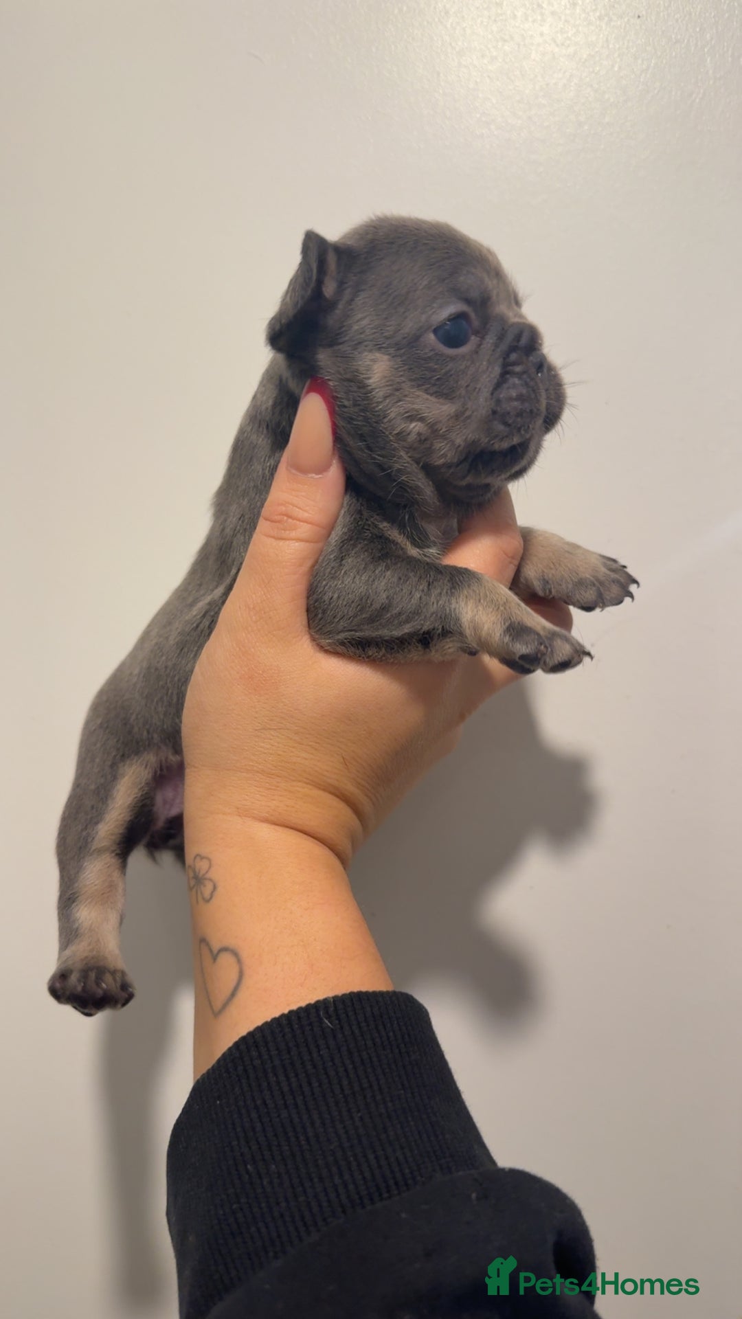 French Bulldog dogs for sale: Quality french bulldogs for sale - Advert 6