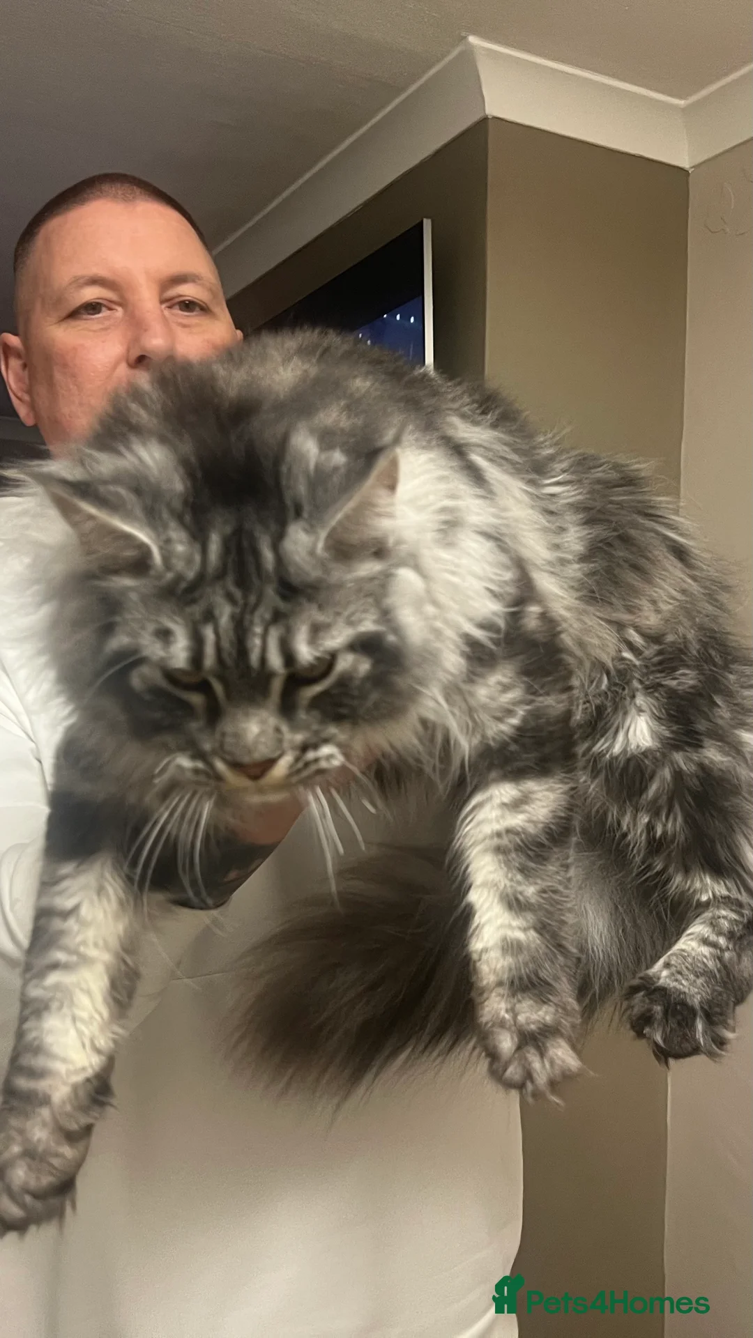 Maine Coon cats for stud: TICA/GCCF stud available + kittens available  in Brighouse - Advert 5