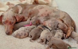 Miniature Dachshund dogs for sale: 🌟5StarsLicense+Holistic+KC+VetCheck+PRAClear - Image 25