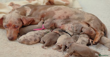 Miniature Dachshund dogs - Advert 12