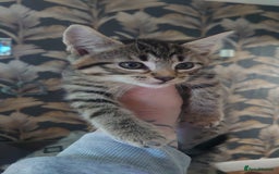 Mixed Breed cats for sale: 3 beautiful little girls ready for loving homes.  - Image 2