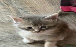 Maine Coon cats for sale: TICA Pedigree Maine Coon Kittens  - Image 19