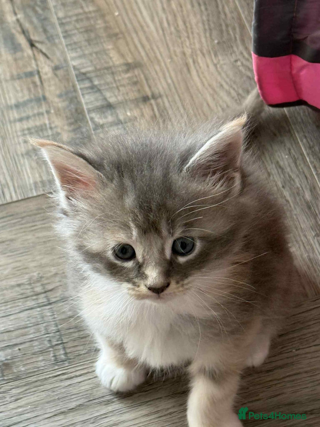 Maine Coon cats for sale: TICA Pedigree Maine Coon Kittens  - Image 19