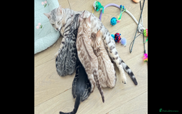 Bengal cats for sale: 🖤 TICA REGISTERED 🔥 ONLY 1 LEFT 🩶  - Image 32