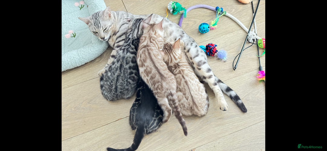 Bengal cats for sale: 🖤 TICA REGISTERED 🔥 ONLY 1 LEFT 🩶  - Image 32