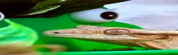 Gecko reptiles for sale: Apollo the Crested Gecko - Advert 3