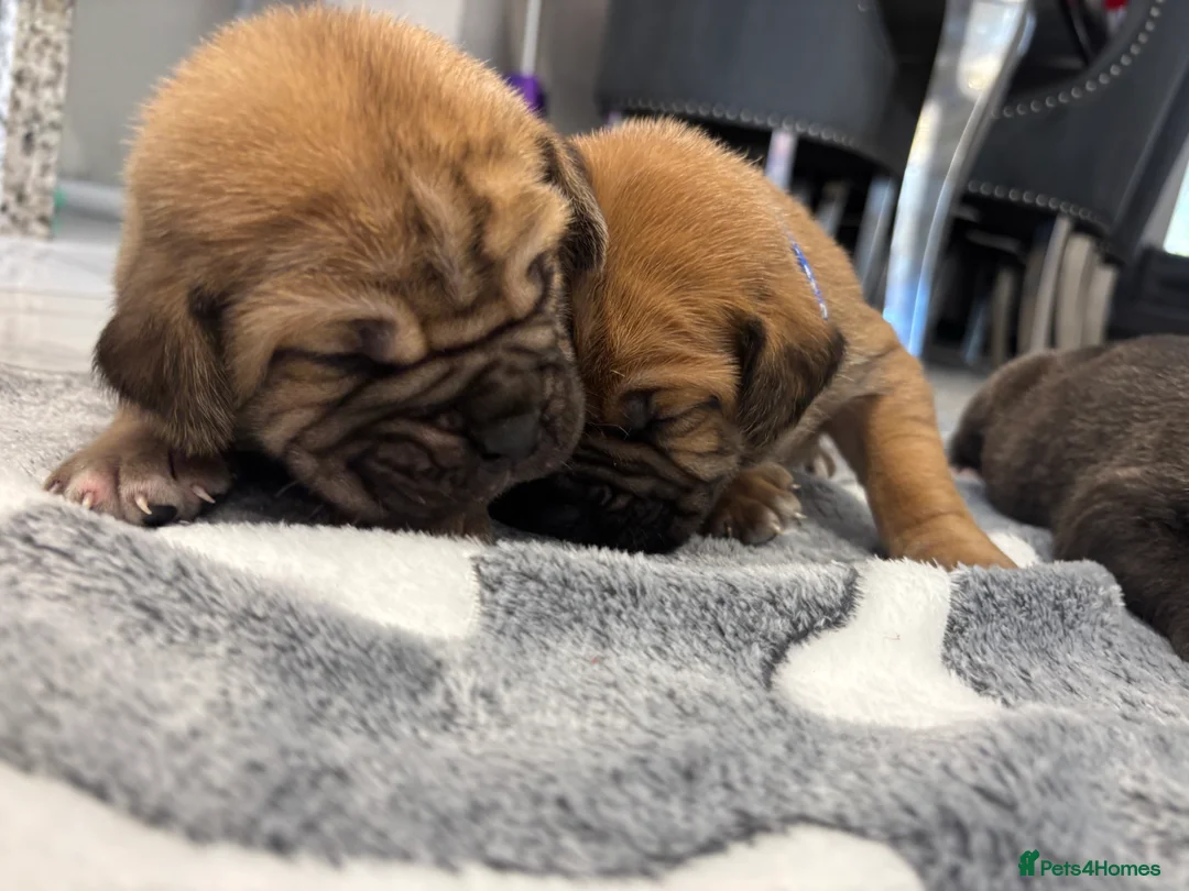 Cane Corso dogs for sale: Cane Corso Puppies 🐶  - Advert 14