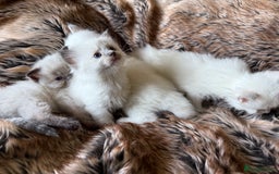 Ragdoll cats for sale: Beautiful litter of Ragdoll baby’s! 🐱🤍🐱 - Image 16